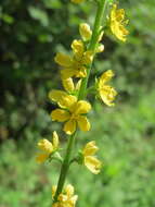 Image of Agrimony