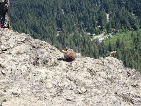 Image of Townsend’s Chipmunk