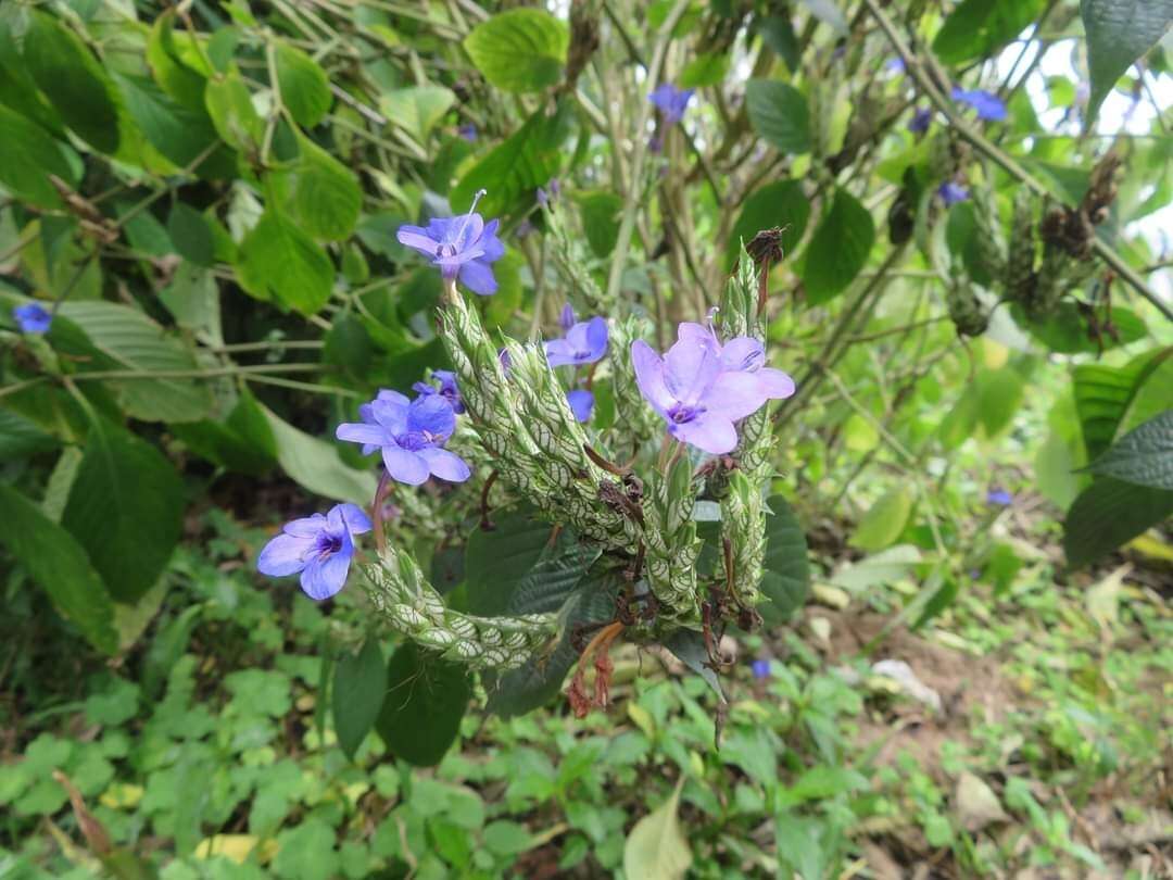 Image of blue-sage