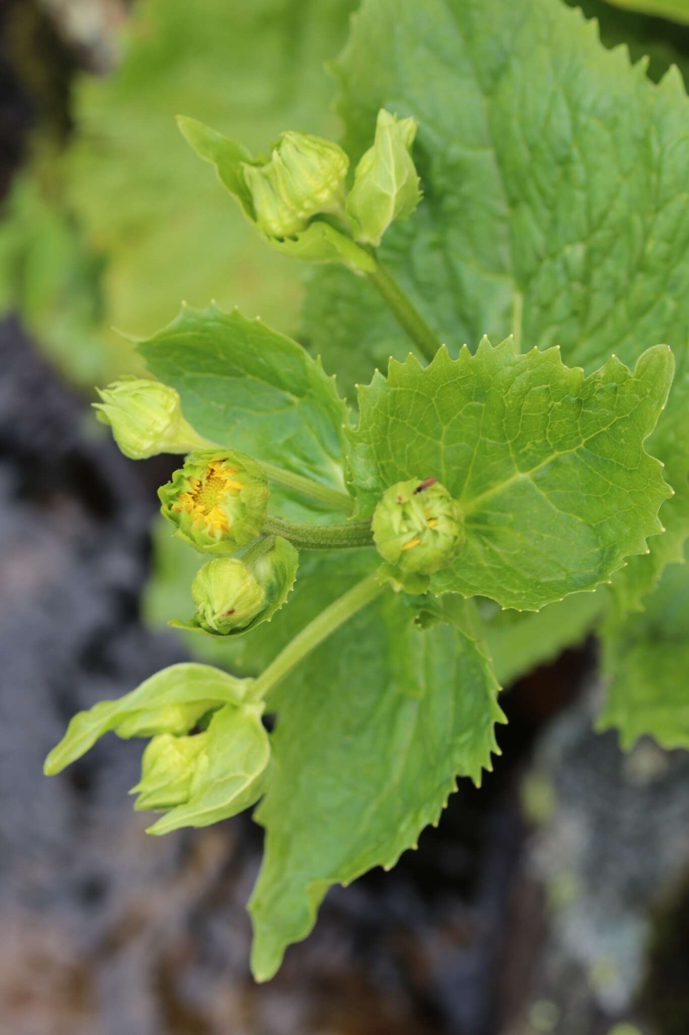 Image of Doronicum cataractarum Widd.