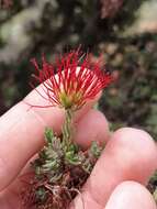 Image of Melaleuca cyrtodonta Turcz.