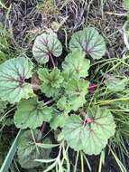 Imagem de Erodium macrophyllum Hook. & Arn.