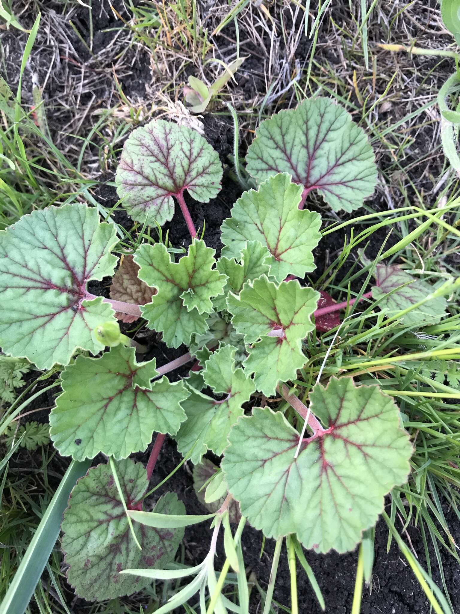 Imagem de Erodium macrophyllum Hook. & Arn.