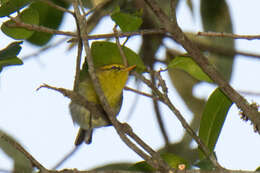 Image of Yellow-throated Warbler