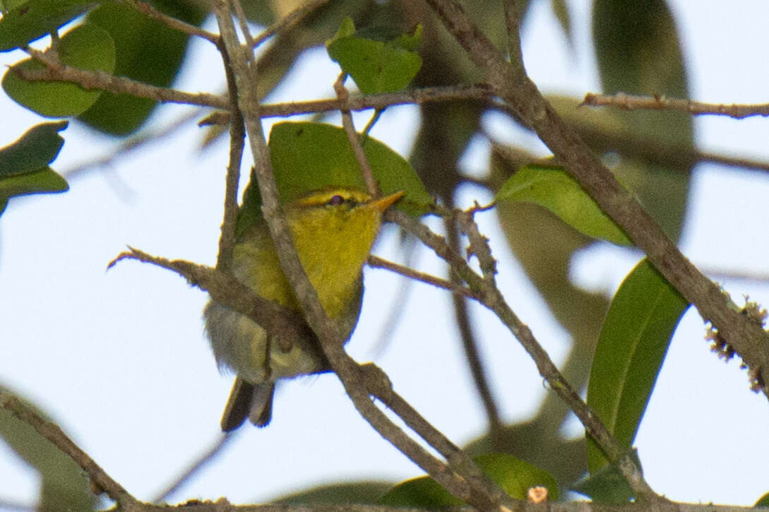 صورة Phylloscopus ruficapilla (Sundevall 1850)