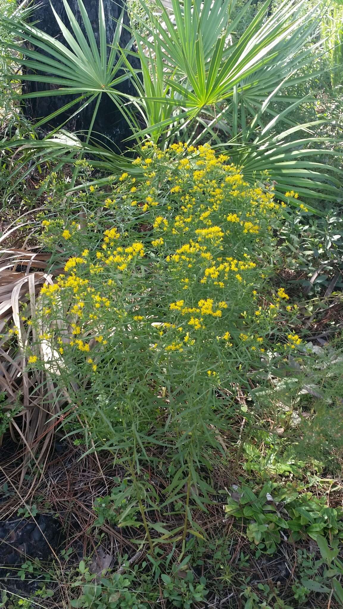 Image of Euthamia weakleyi G. L. Nesom