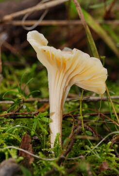 Image of Hygrocybe austropratensis A. M. Young 1999