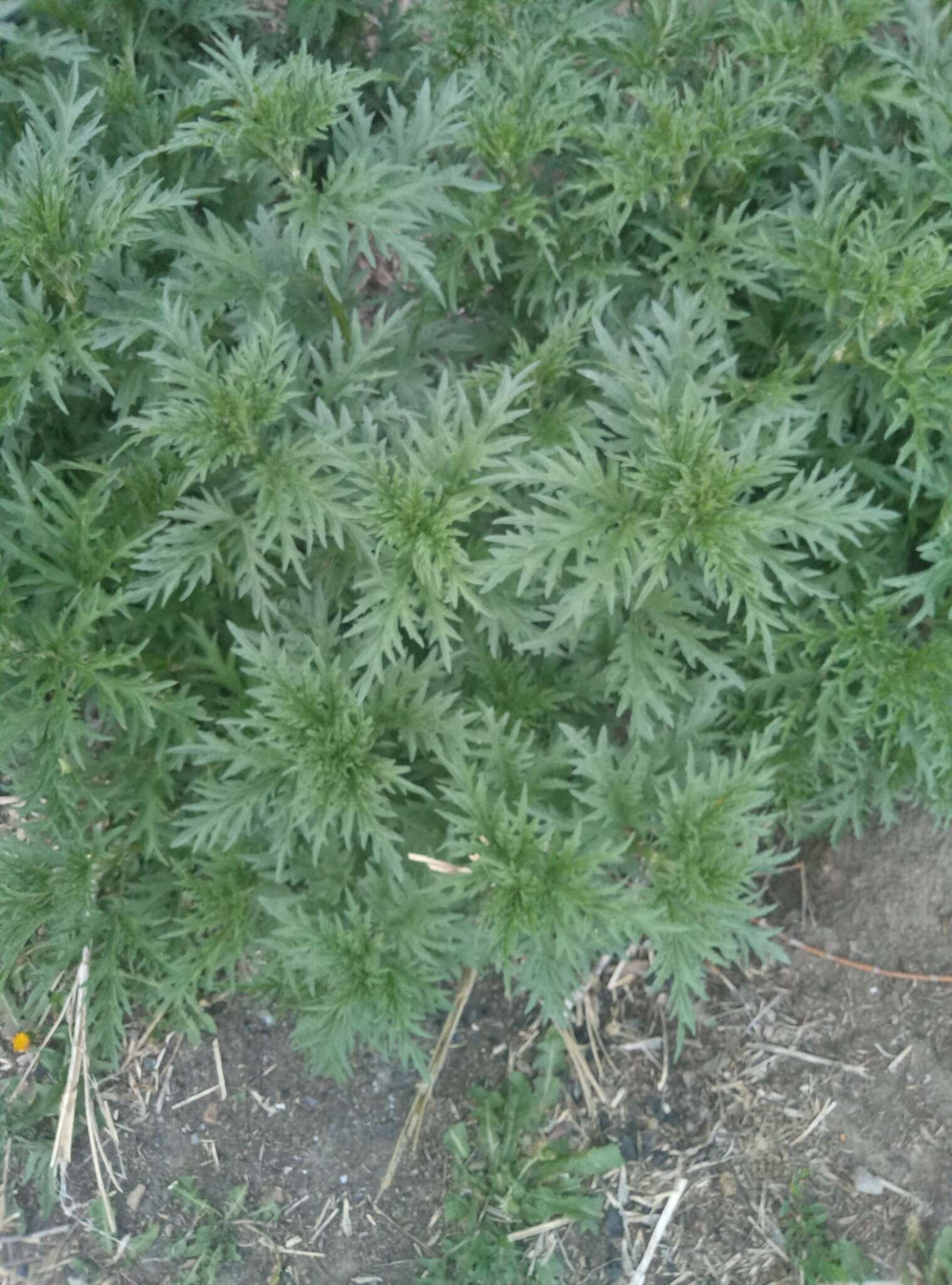 Image of Urtica cannabina L.