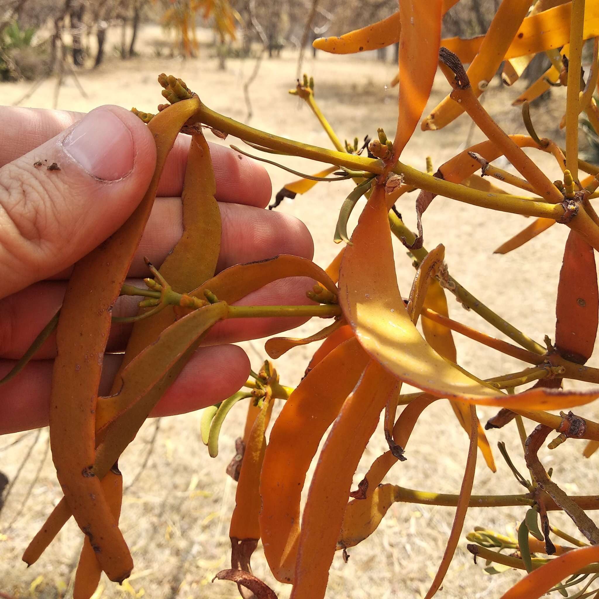 Image of Phoradendron carneum Urb.