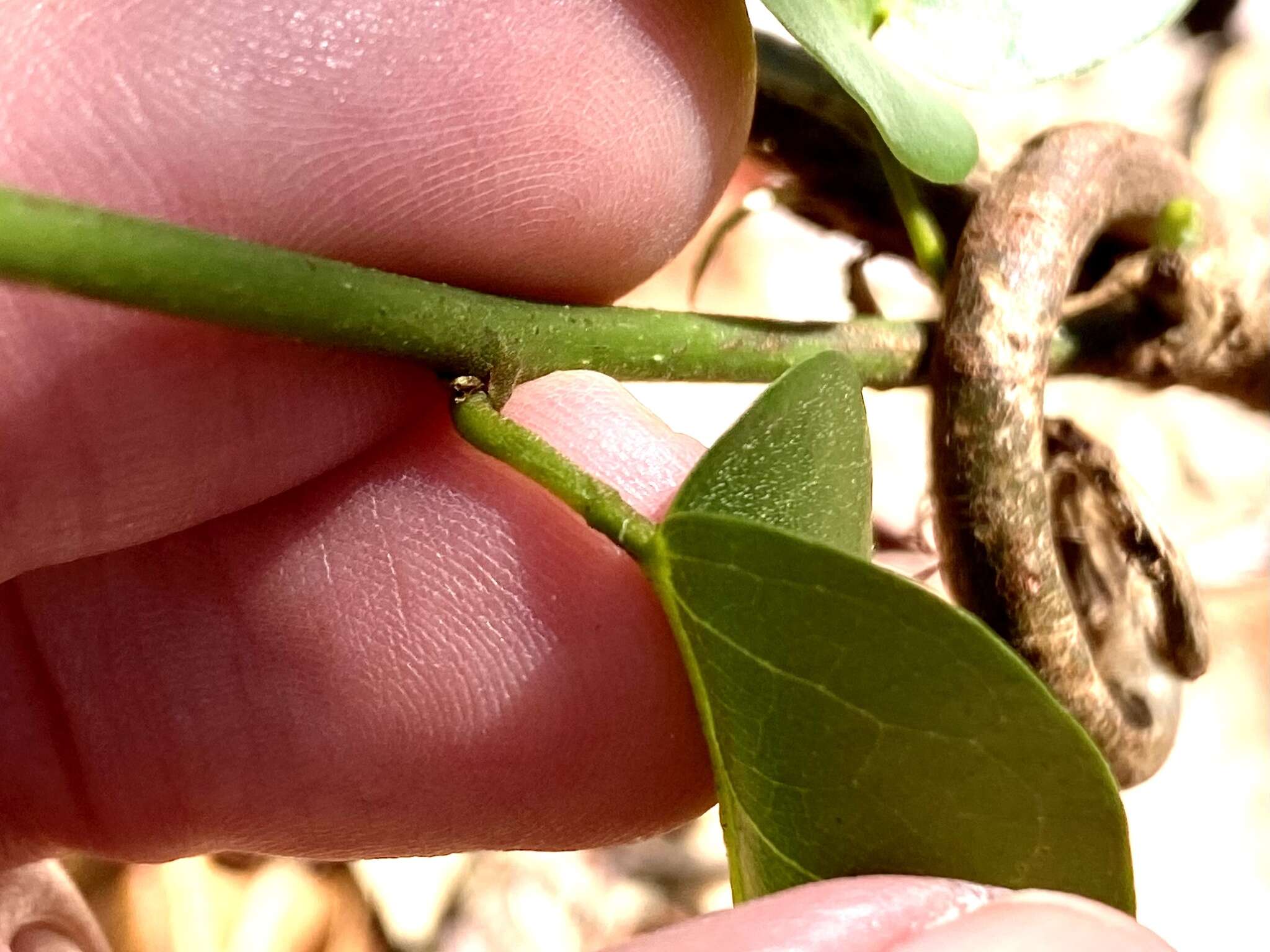 Plancia ëd Dalbergia brownei (Jacq.) Urb.