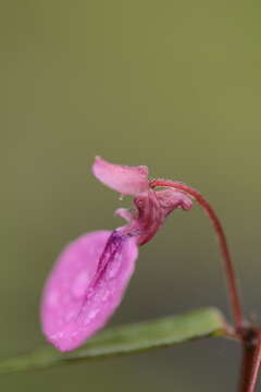 Image of Impatiens oppositifolia L.