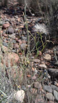 Image of Porophyllum obscurum (Spreng.) DC.