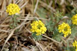 Sivun Alyssum lenense Adams kuva