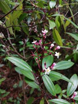 Image of Miconia mexicana (Bonpl.) Naud.