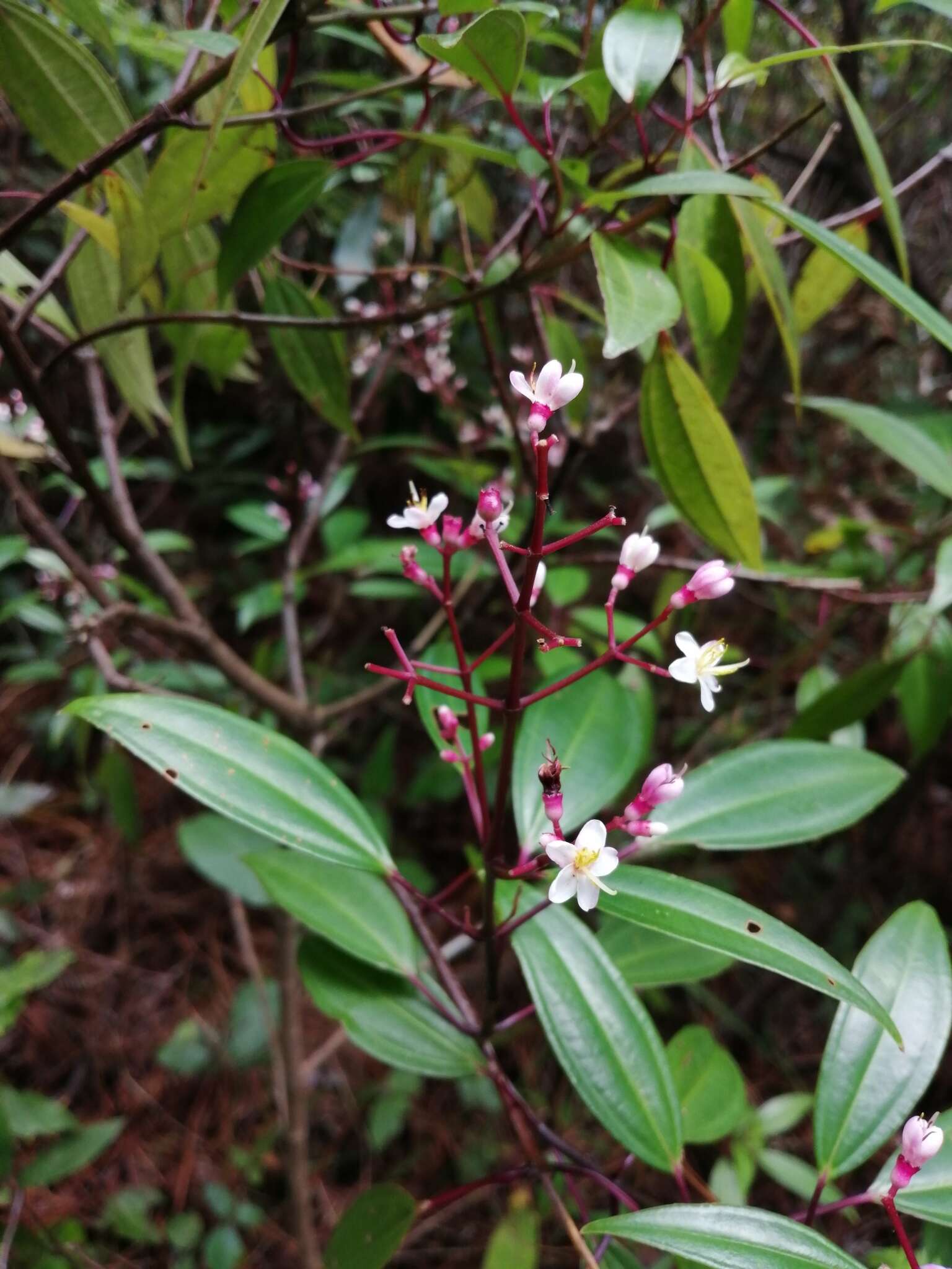 Image of Miconia mexicana (Bonpl.) Naud.