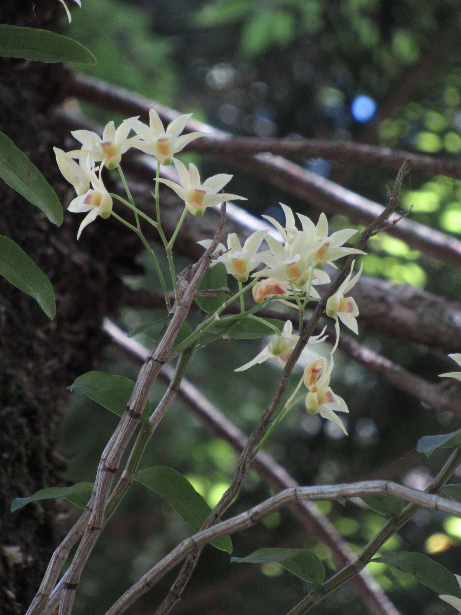 Imagem de Dendrobium catenatum Lindl.