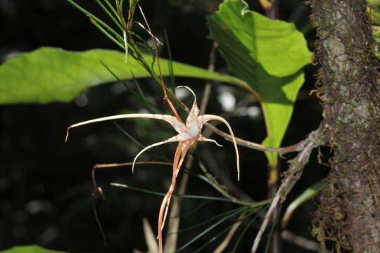 Imagem de Angraecum linearifolium Garay