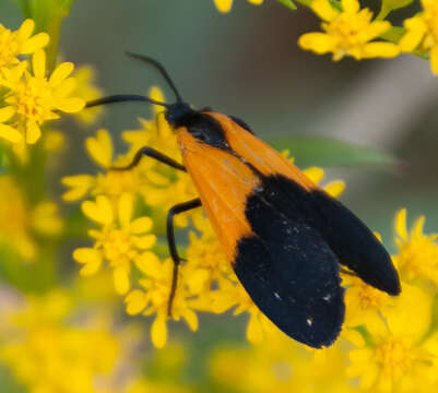 Image of Black-and-yellow Lichen Moth