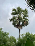 Image of toddy palm