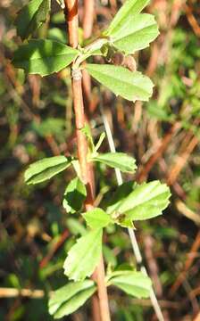 Image of Hermannia denudata L. fil.