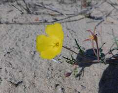 Image de Eulobus sceptrostigma (Brandegee) W. L. Wagner & Hoch