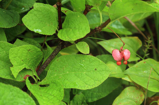 Слика од Euonymus sachalinensis (Fr. Schmidt) Maxim.