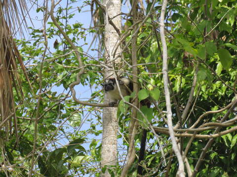 Image de Tamarin de Geoffroy