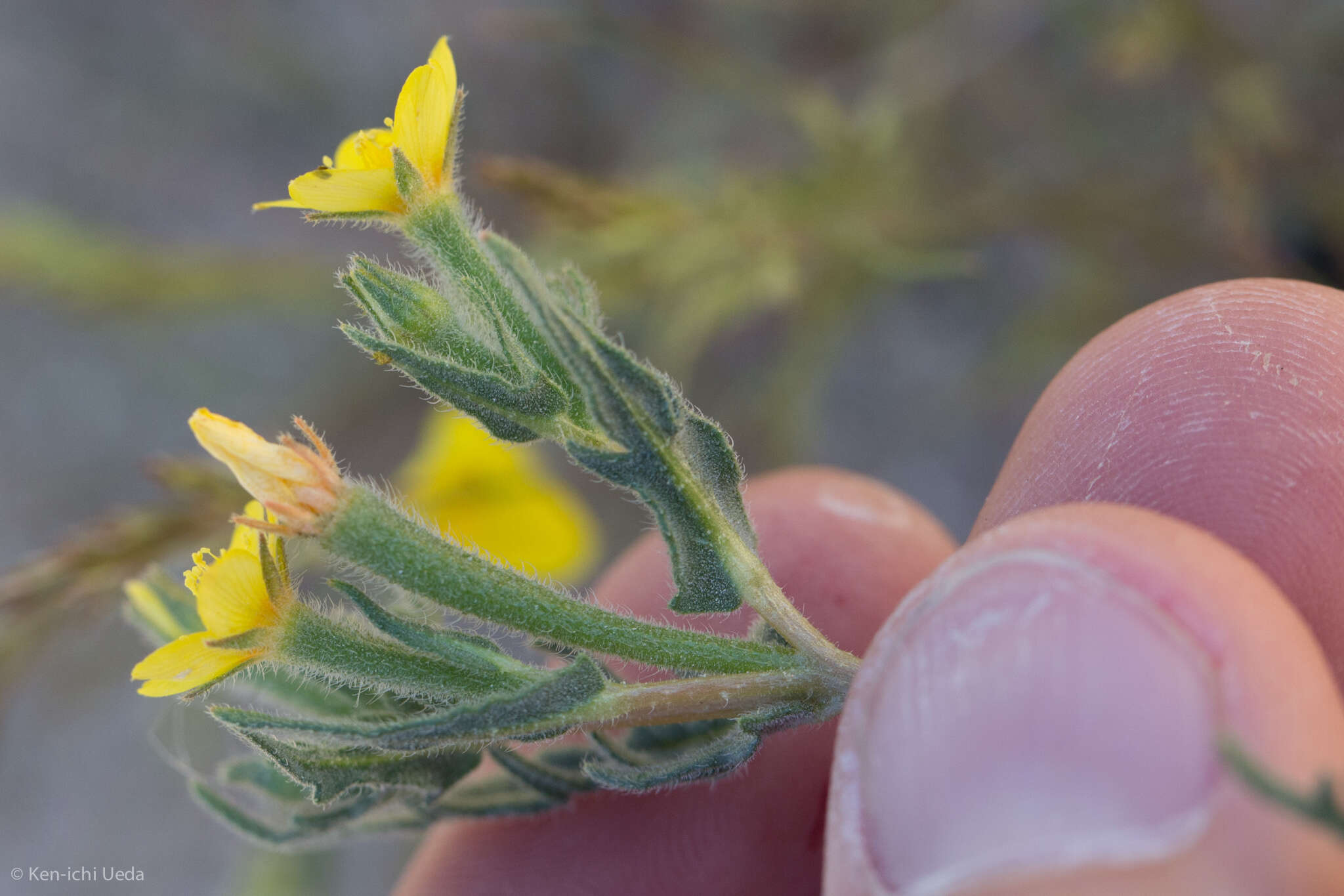 Image of whitestem blazingstar