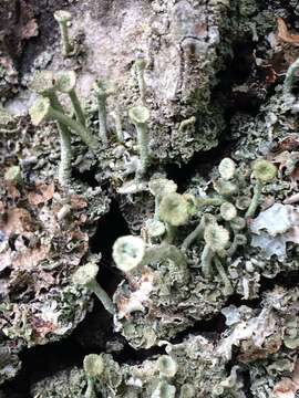 Image of cup lichen