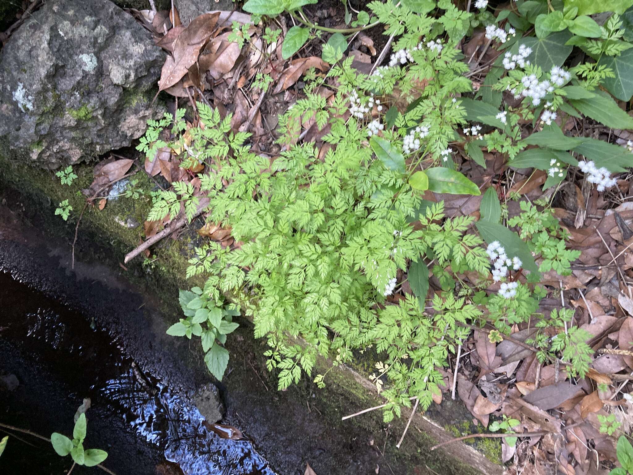 Слика од Daucus elegans (Webb ex Bolle) Spalik, Banasiak & Reduron