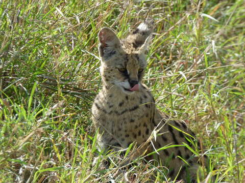 Image of Serval (cat)