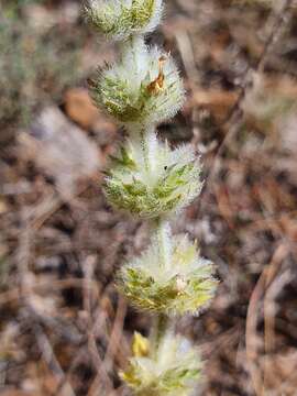 Imagem de Sideritis hirsuta L.