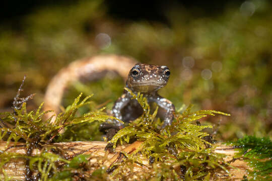 Image of Savage’s Worm Salamander