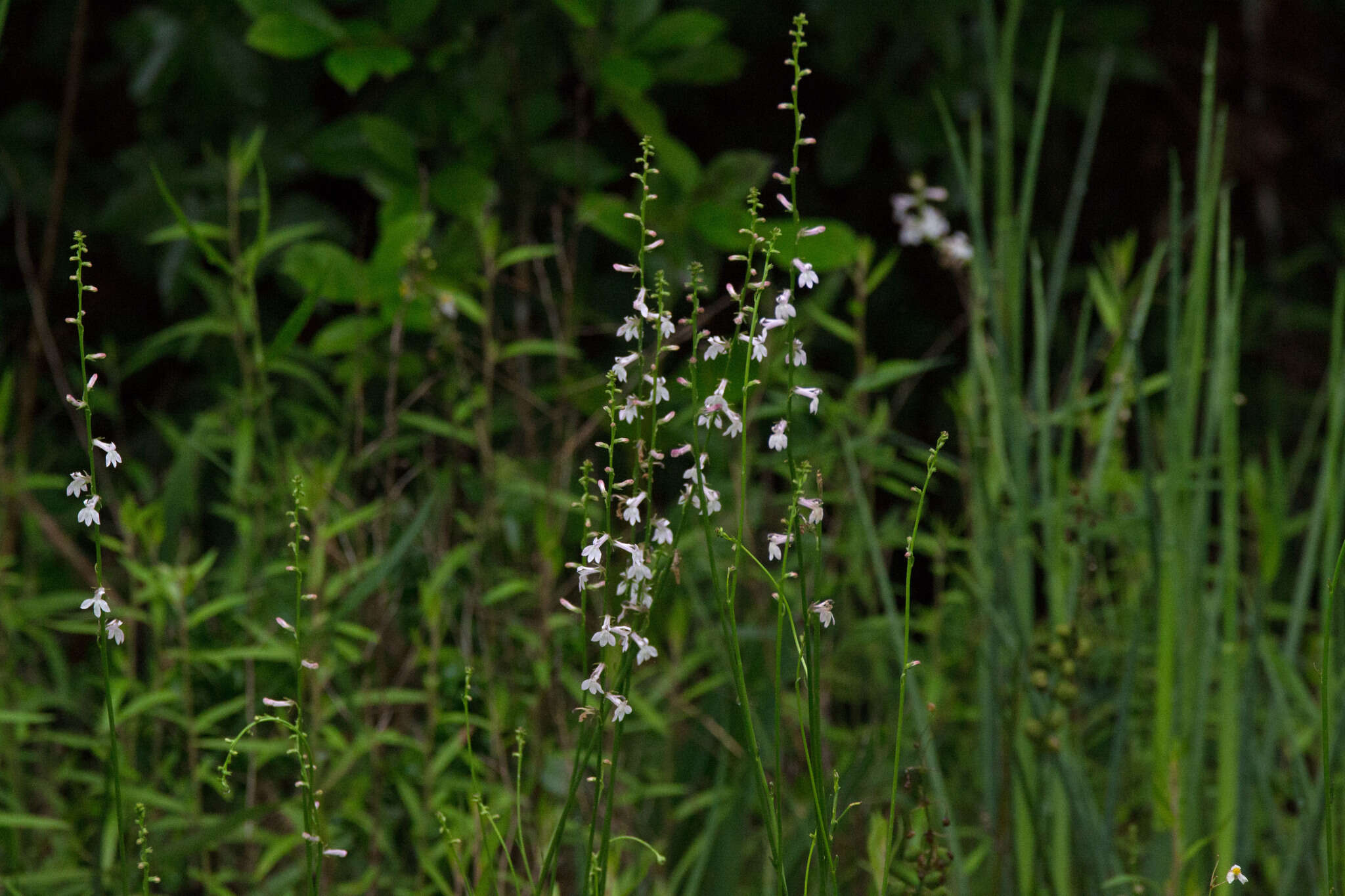 Sivun Lobelia floridana Chapm. kuva