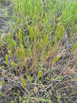 Image of little barley