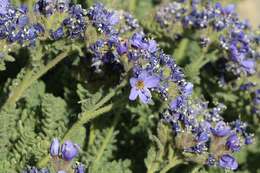 Imagem de Polemonium eddyense Stubbs