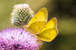 Image of Harford's Sulphur