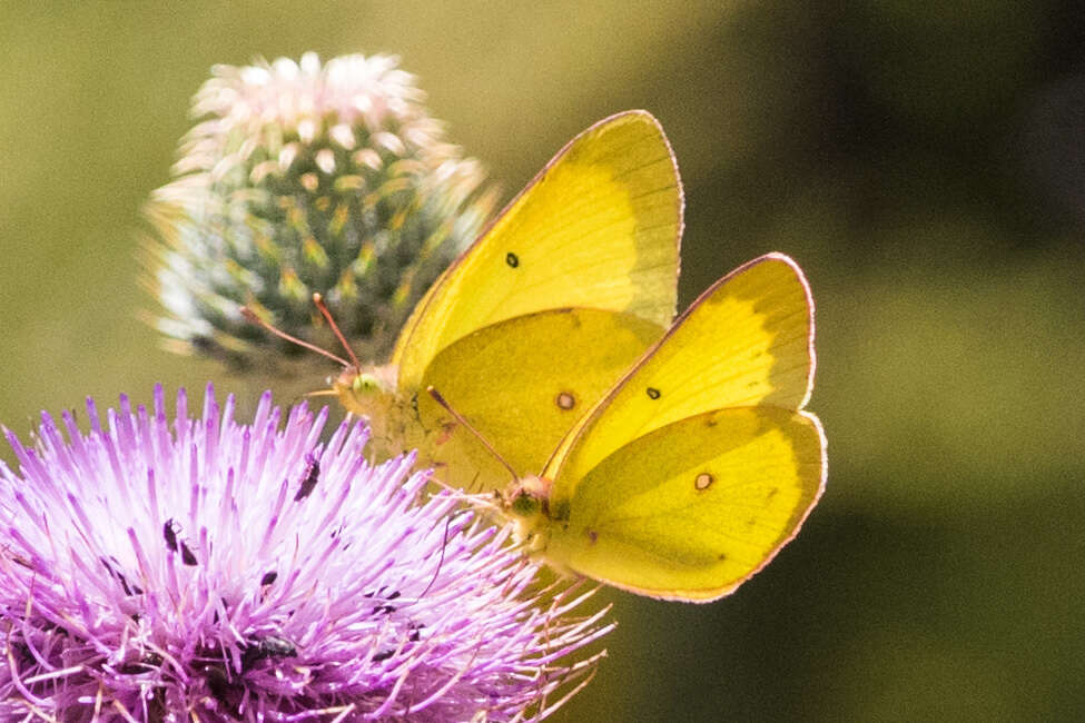 Image of Harford's Sulphur