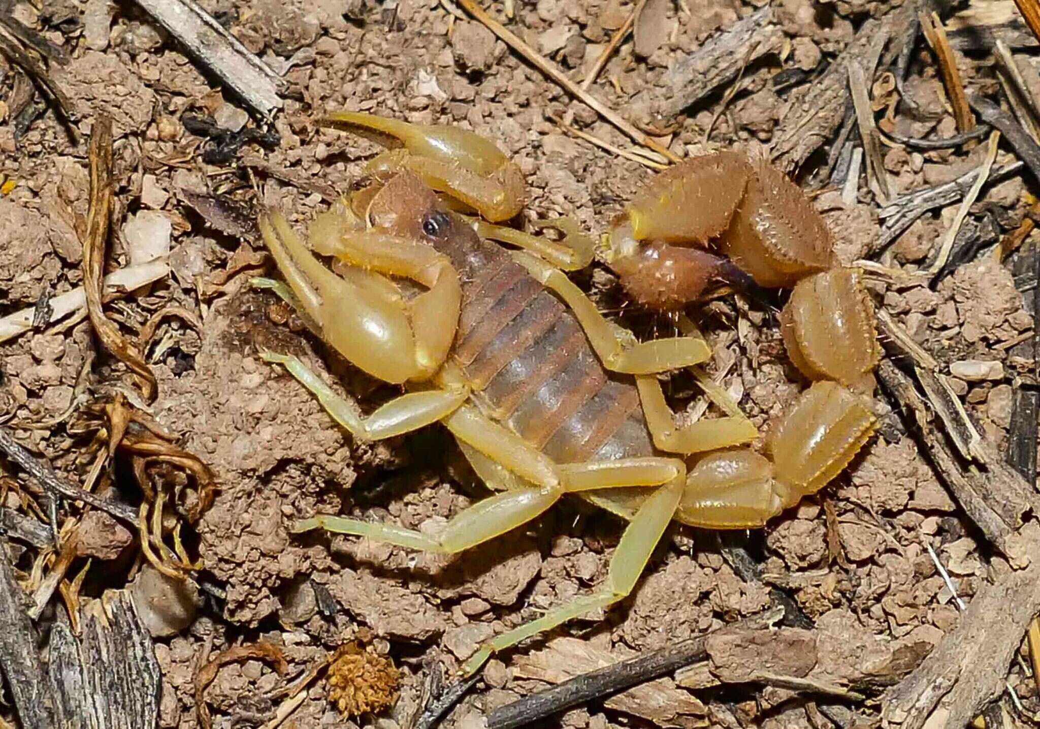 Sivun Parabuthus capensis (Ehrenberg 1831) kuva