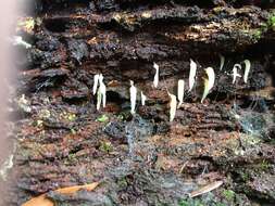 Image de Mucronella pendula (Massee) R. H. Petersen 1980