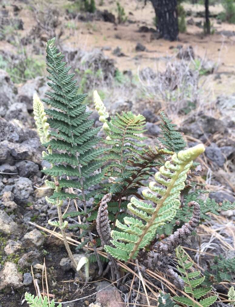 Image of Paragymnopteris marantae subsp. subcordata (Cav.)