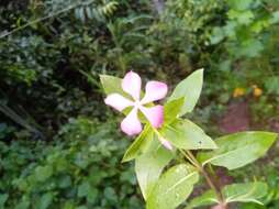 Image de Catharanthus trichophyllus (Baker) Pichon