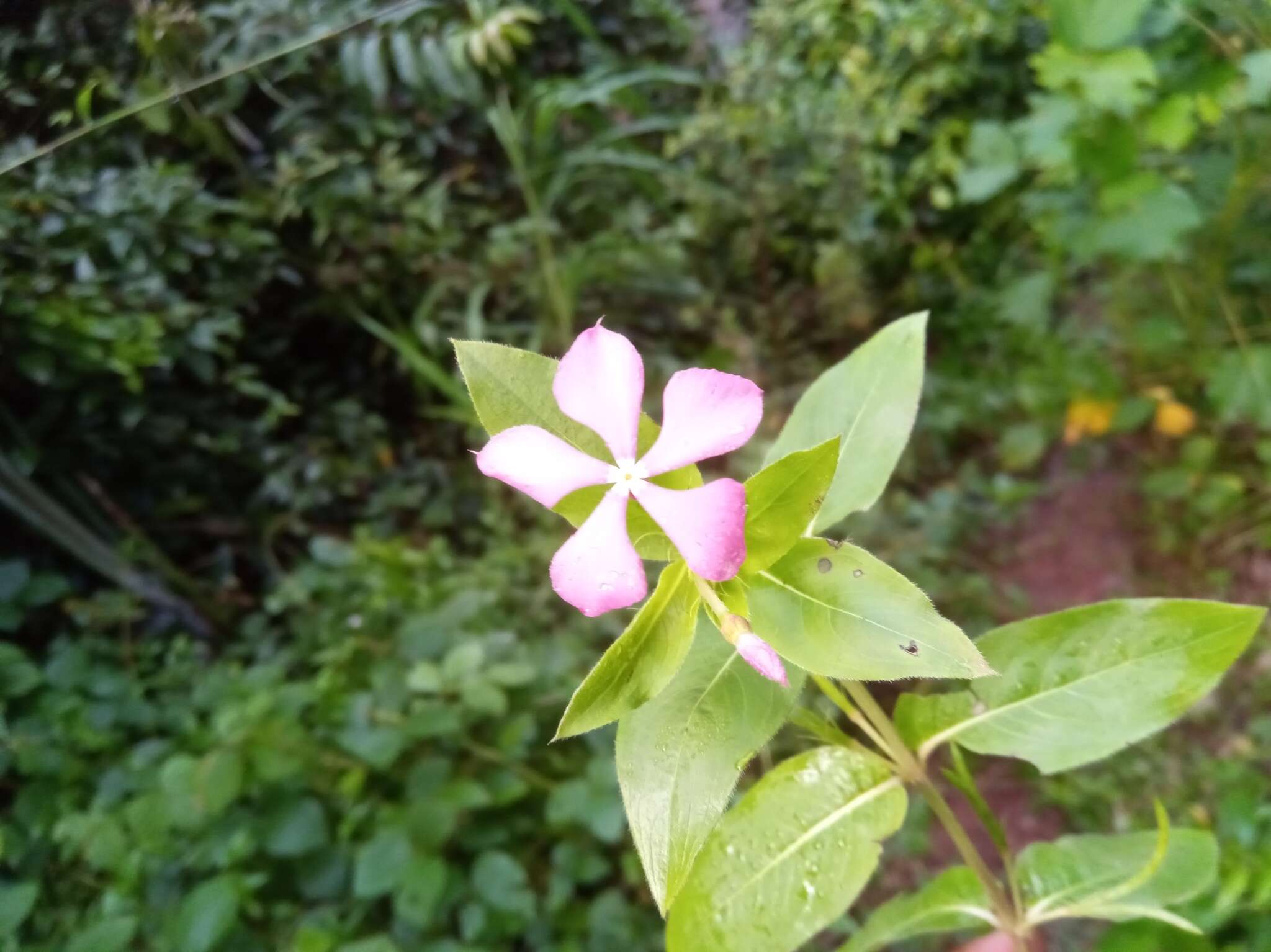 Image de Catharanthus trichophyllus (Baker) Pichon