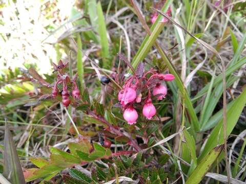 Image de Vaccinium crenatum (G. Don) Sleumer