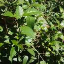 Image de Pseuderanthemum laxiflorum (A. Gray) Hubbard ex L. H. Bailey