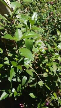 Pseuderanthemum laxiflorum (A. Gray) Hubbard ex L. H. Bailey resmi