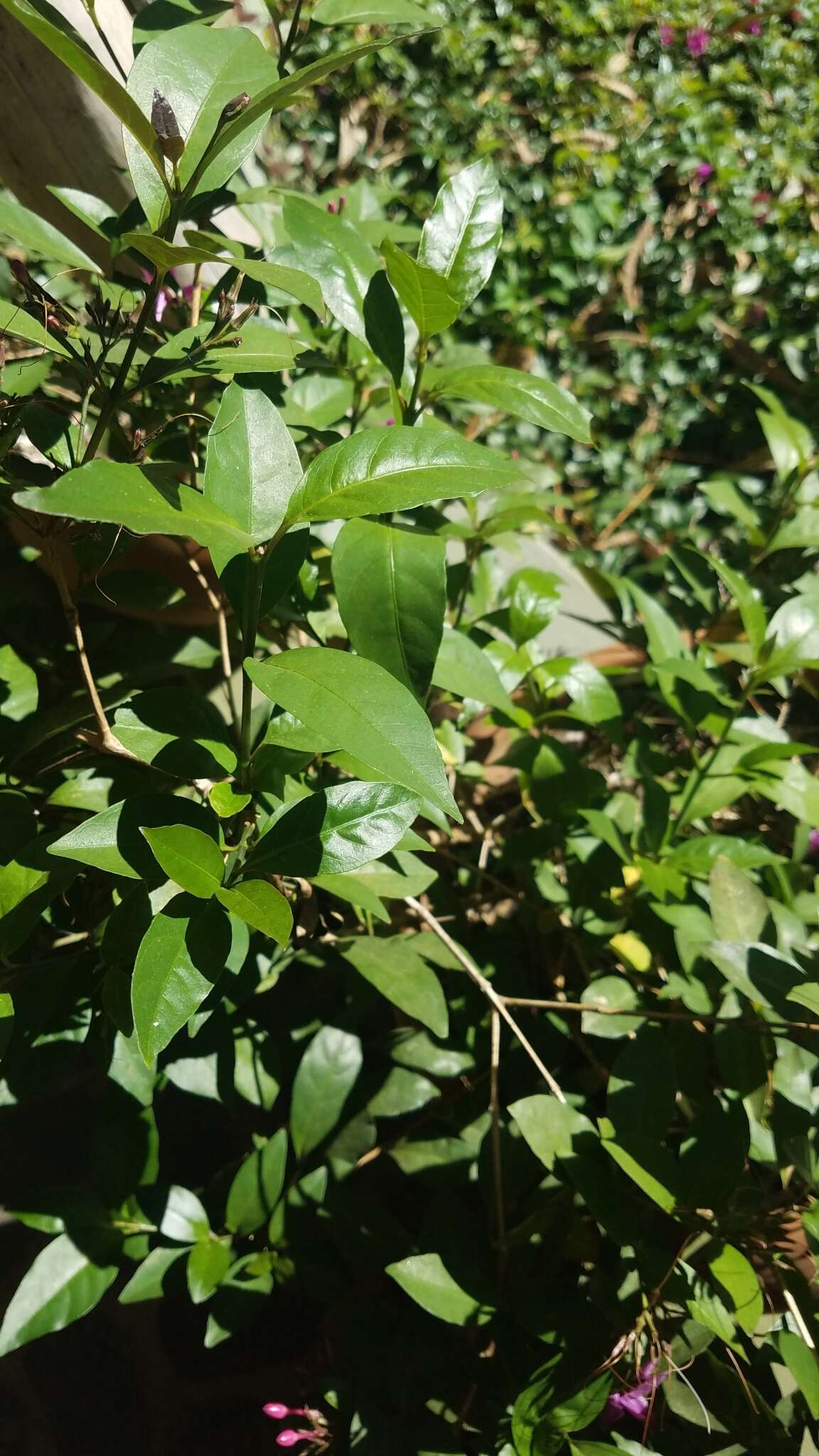 Pseuderanthemum laxiflorum (A. Gray) Hubbard ex L. H. Bailey resmi