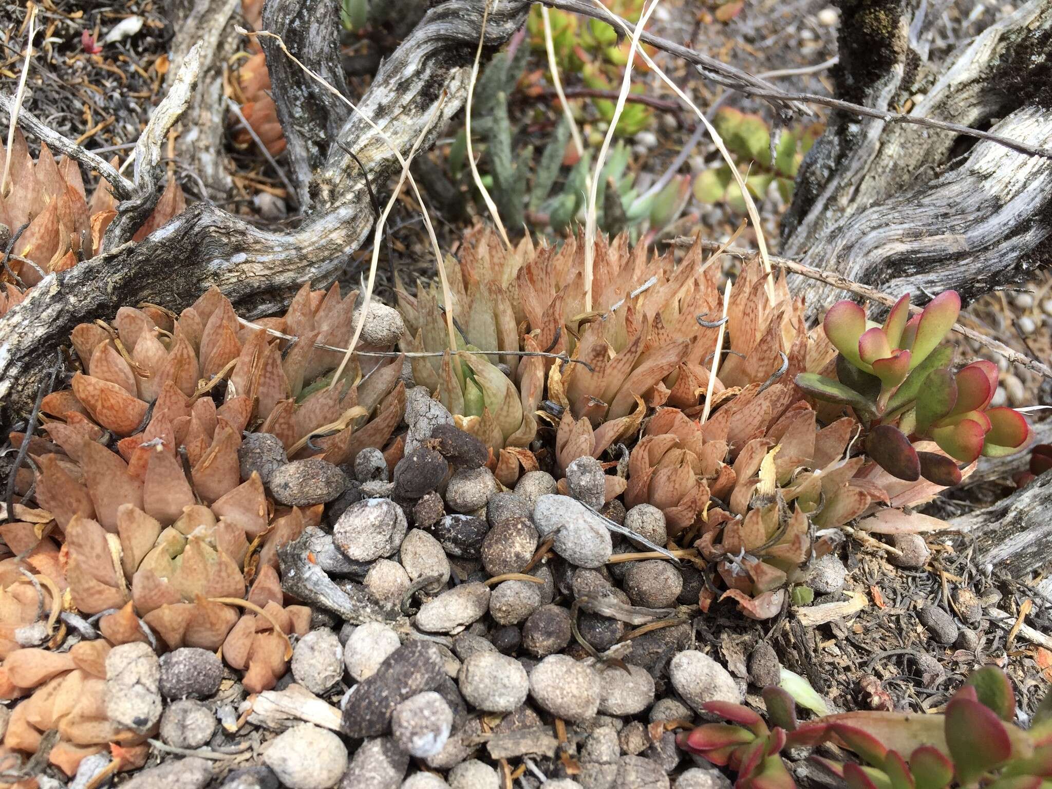 Слика од Haworthia reticulata (Haw.) Haw.