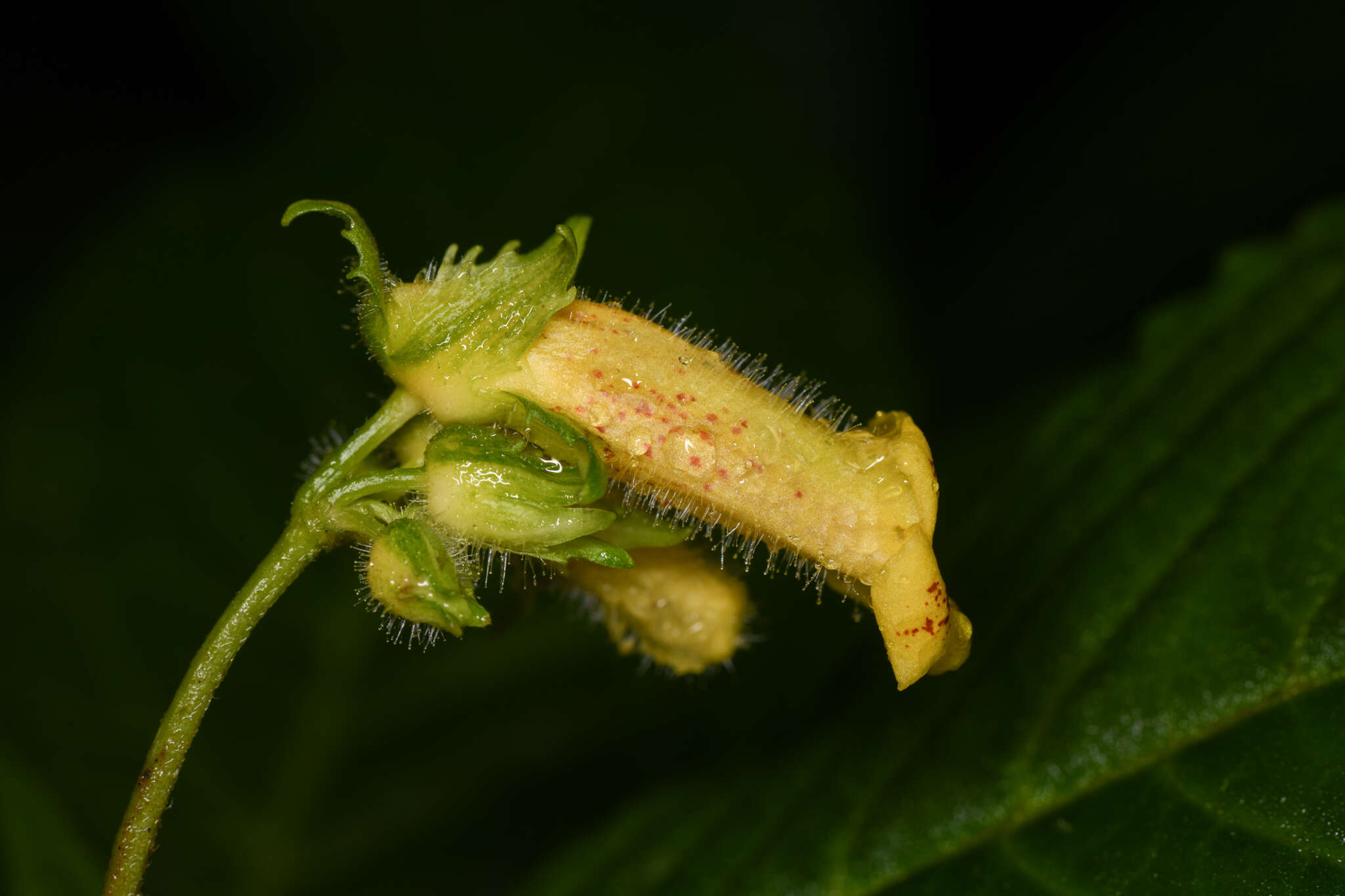 Image of Gasteranthus wendlandianus (Hanst.) Wiehler