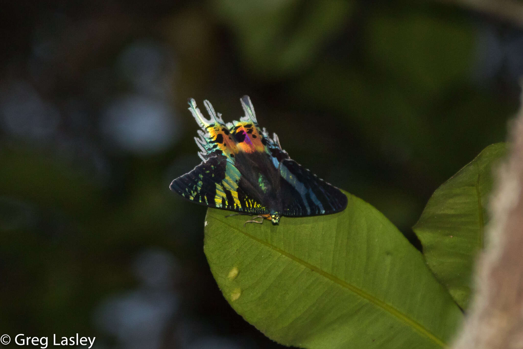 Image of Madagascan Sunset Moth